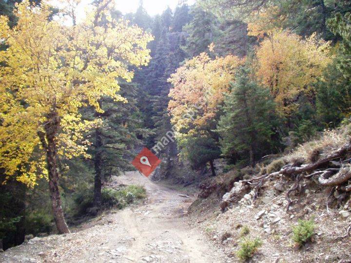 GTF Gabinete Técnico Forestal