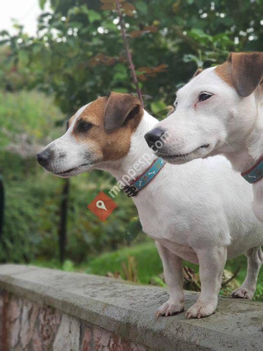 Guardería canina/felina/equina NUMA