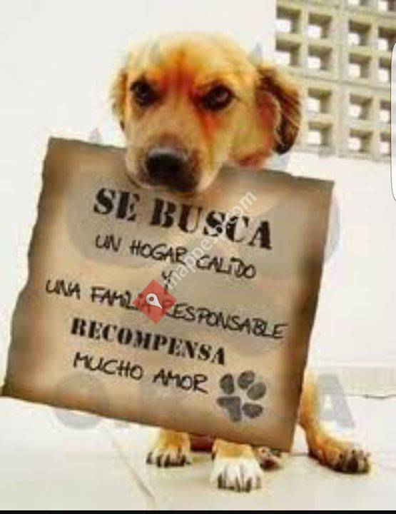 Guarderia canina zipi y zape