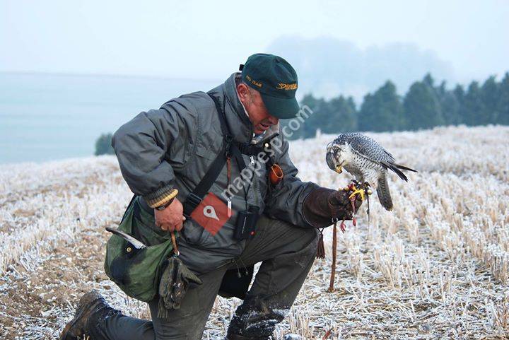 Halcones BAS