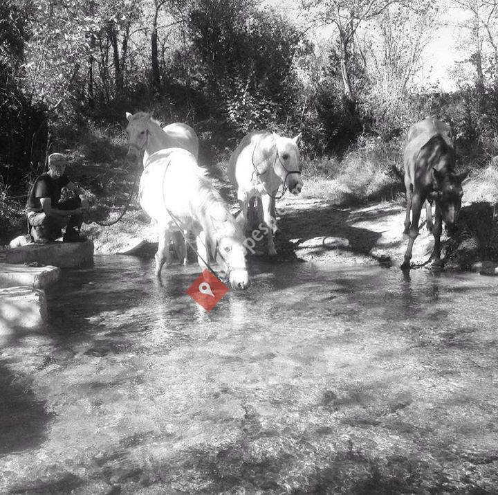 Helios - a home for horses and humans