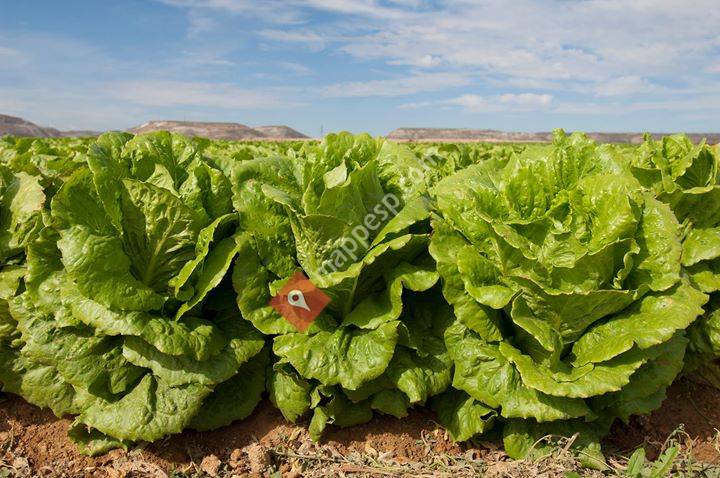 Hortamira Coop