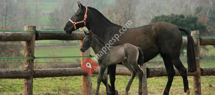 Iberhorses Sport Horses