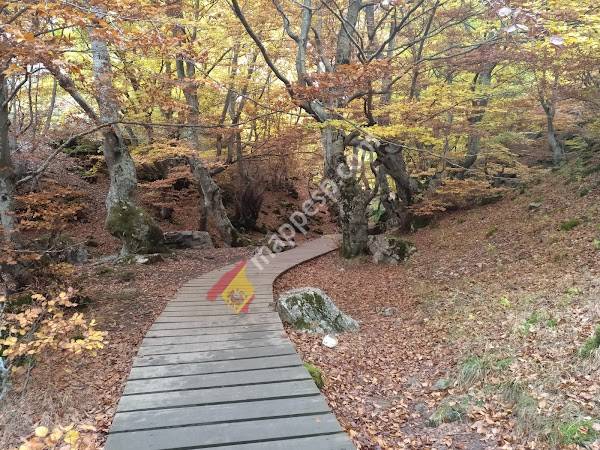 Inicio ruta al hayedo de Ciñera