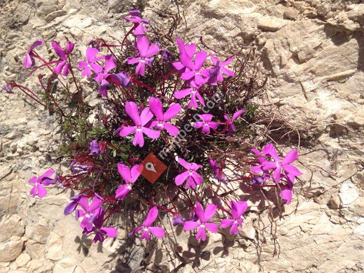 Iruela Forestal S.L.U