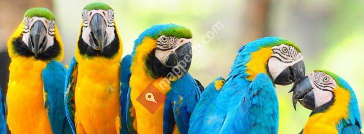 Jaulas