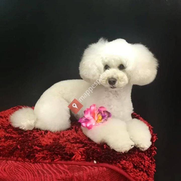Judith - Perruqueria canina