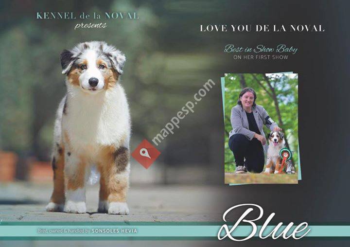 Kennel De la Noval. Pastores Australianos.