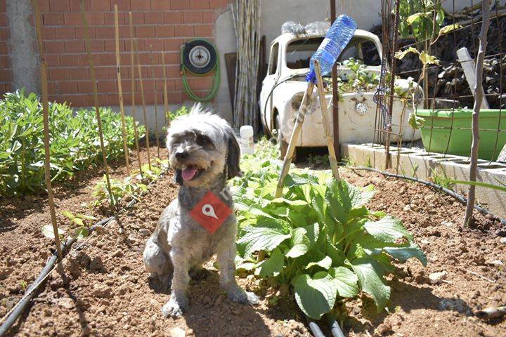 La huerta de Jesús y Lassie