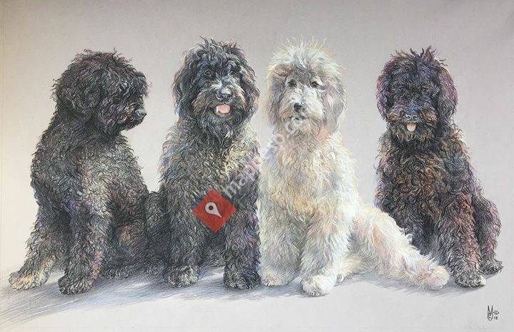 Labradoodles en España