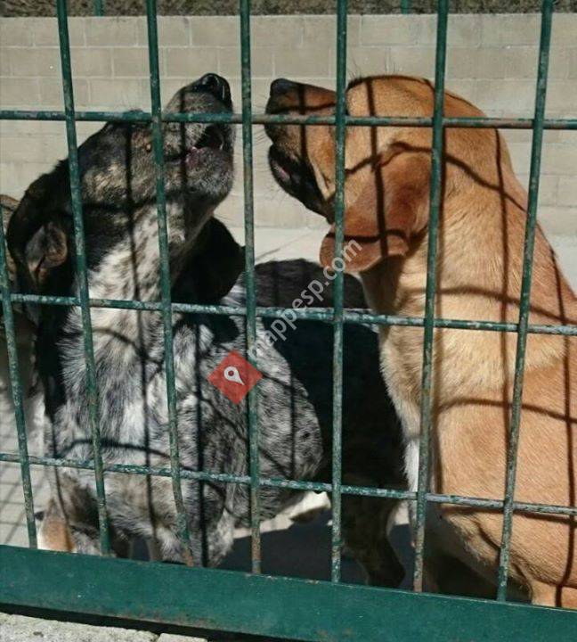 Los olvidados de la Perrera de Ribeira - Adopta