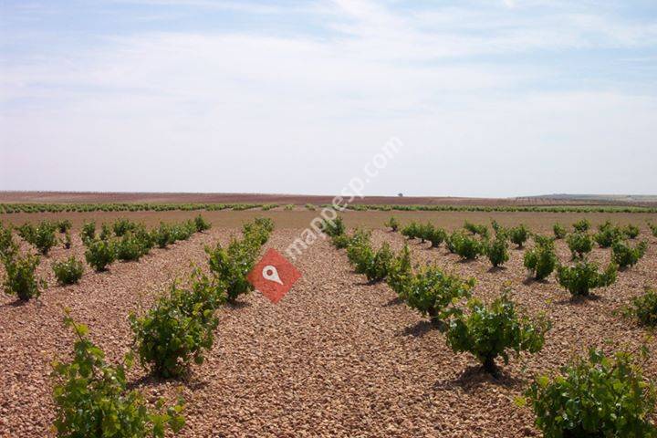 Mania Rueda Verdejo