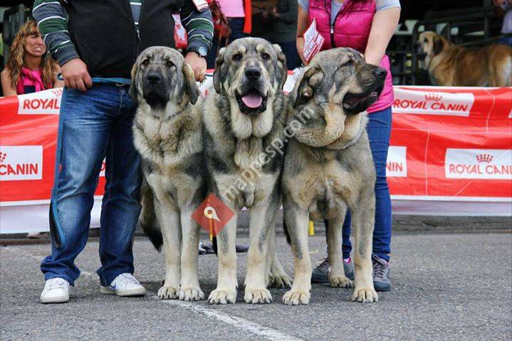 Mastín Español De La Portiecha