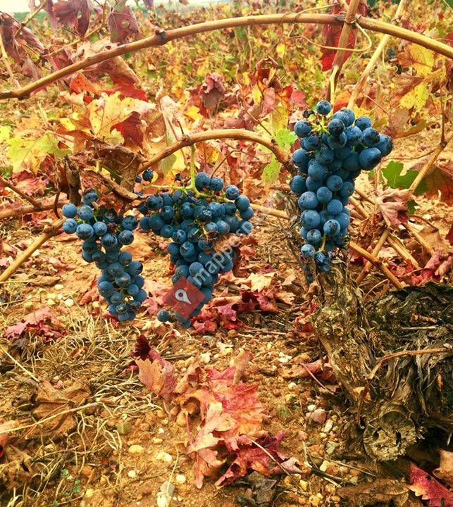 Matanza De Soria, Castilla y León, Spain