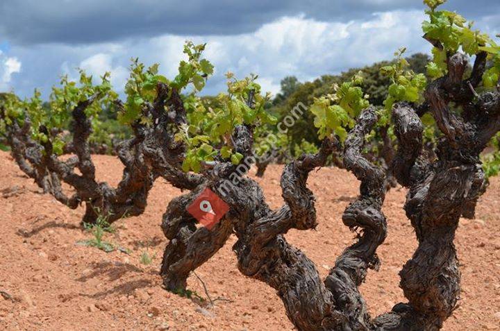 Me gusta el Vino