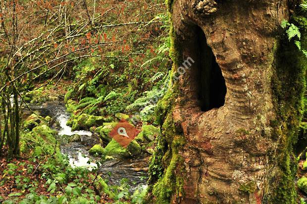 Merindad de Valdivielso