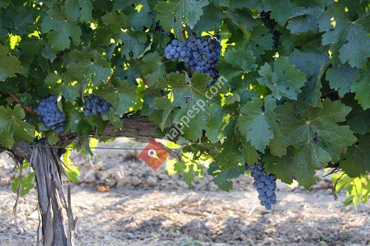 Molí Duran-Celler Petit Duran