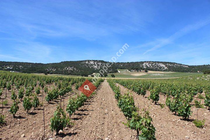 Moral Díez Vinos y Viñas