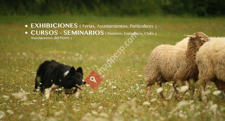 MURGUIA BORDER COLLIE - Perros Pastor