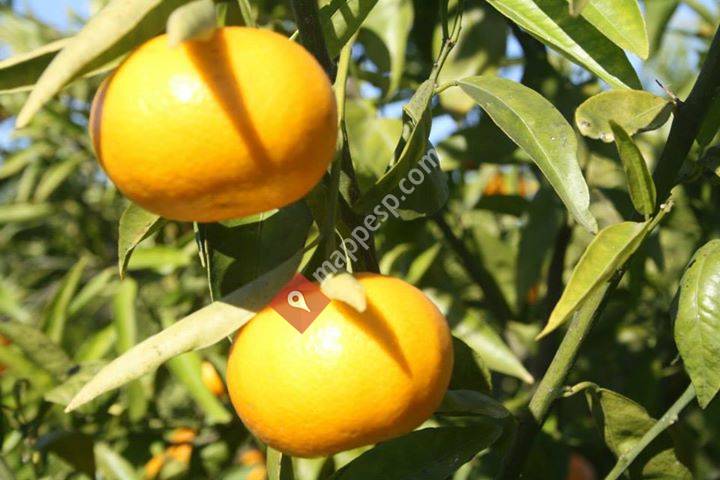 Naranjas de La Vela