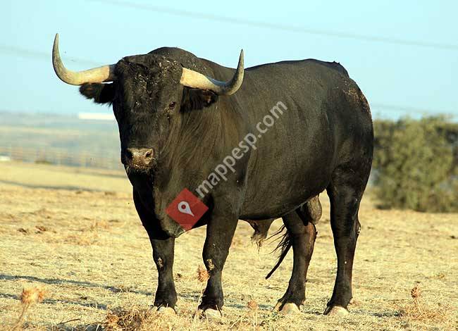 Pasión Taurina