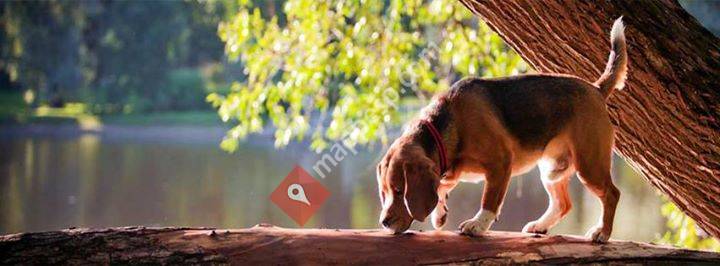 Paskidog
