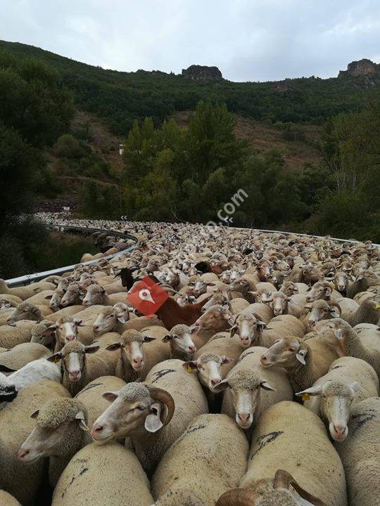 PASTORES DE LA MONTAÑA Y RIBERA DE LEÓN