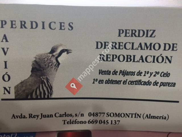 Perdices Pavión