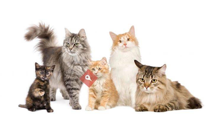 Perecats
