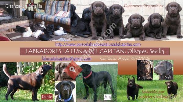 Perros Labradores la Luna del Capitan