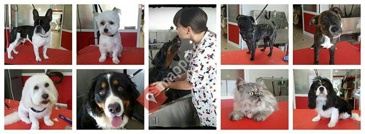 Perruqueria canina Gat&Gos