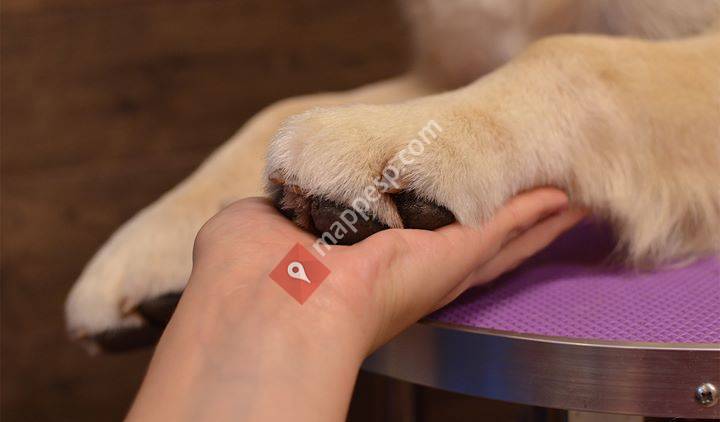 Perruqueria Golden Retriever Can Kiria