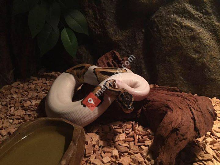 Pete's Pieds