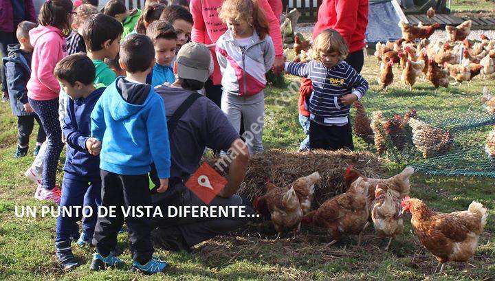 PitaSana - Huevos ecológicos