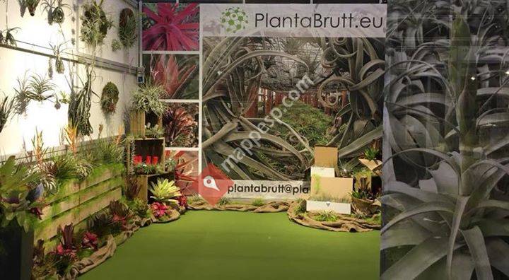 PlantaBrutt - Tillandsias and more Bromeliads