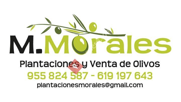 Plantaciones y Venta de Olivos M. Morales
