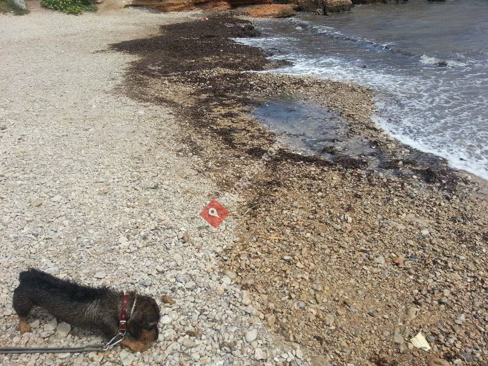 Playa para Perros