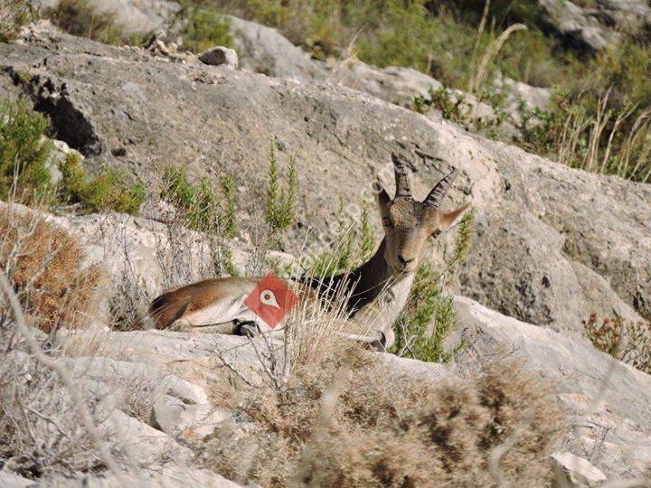 Presa de Tous