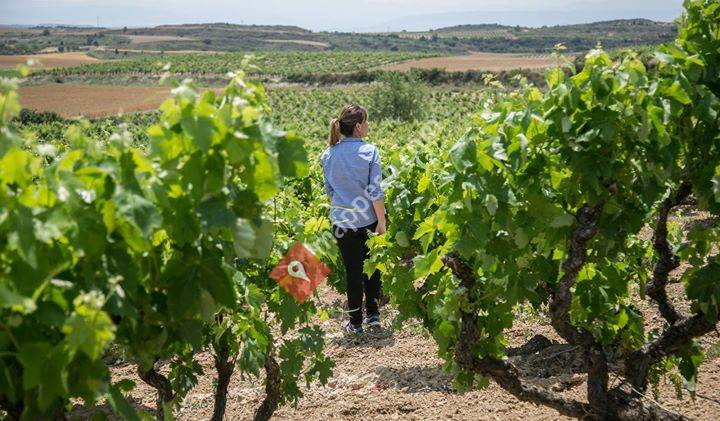 Pretium Bodega