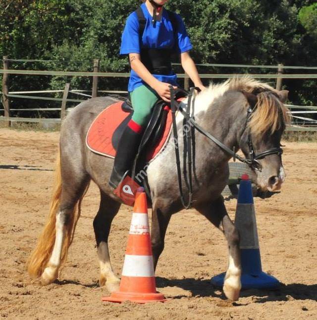 Pruebas Pony Club