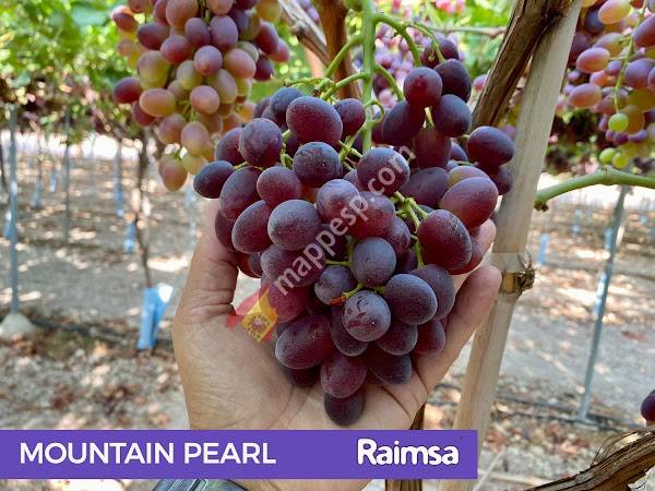 Raimsa Grapes