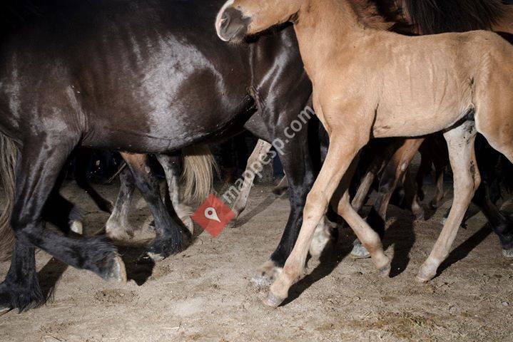 Rapa das Bestas de Sabucedo