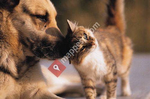 Sananton clinica veterinaria
