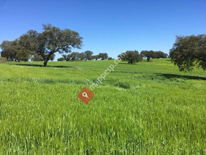 Seneca Green