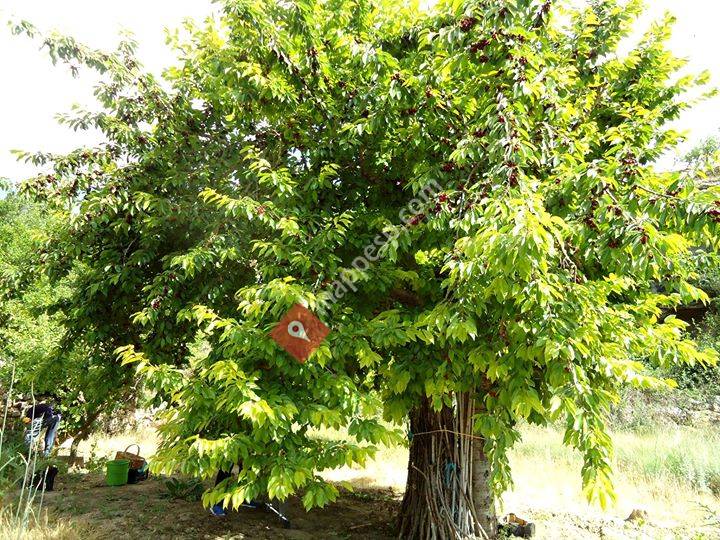 Socialistas del Rincón