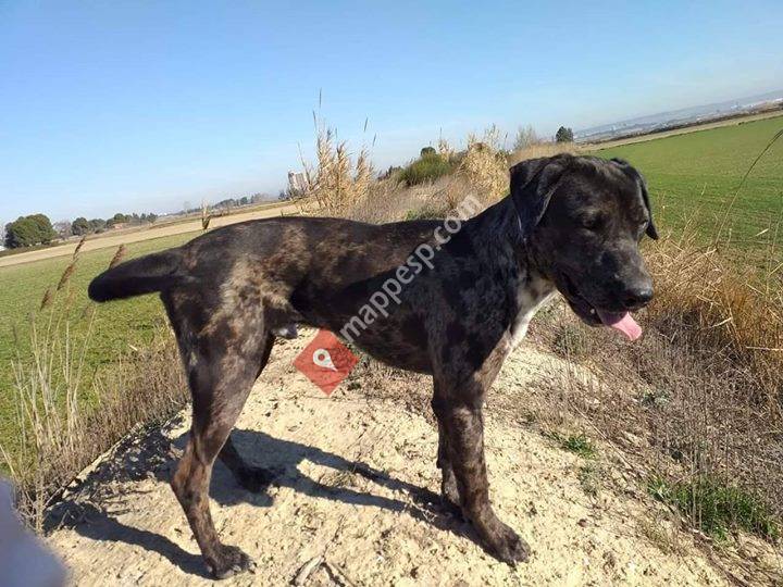 Somos su Voz Protectora de animales de María de Huerva