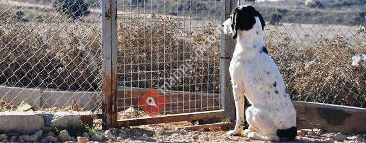 Soutien aux chiens du refuge de Motilla