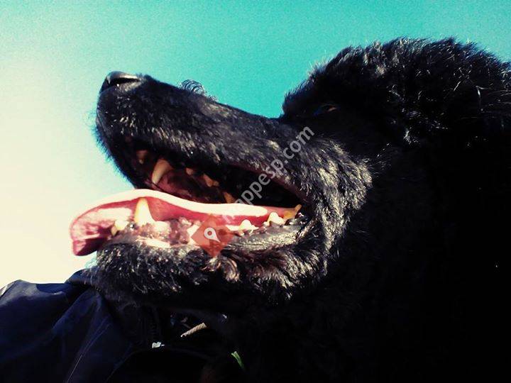 StilSam Perruqueria Canina
