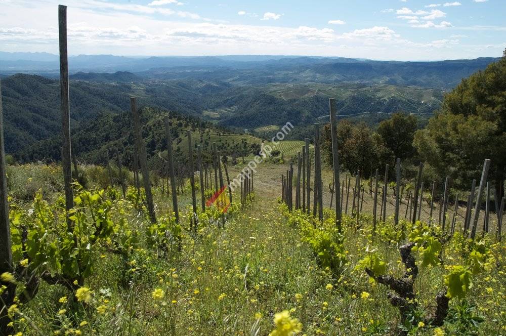 The Priorat Guide