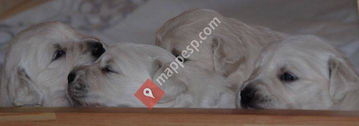 Verdinal Golden Retrievers
